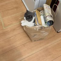 紙袋に入る猫
