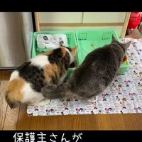 ごはんを食べる猫の後ろ姿