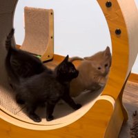 ホイールに乗る3匹と床に1匹