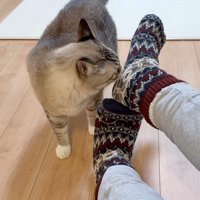 嗅ぐねこチャックくん