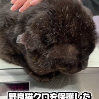 診察台の上の黒猫