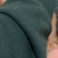 再び腕に頭を埋める猫