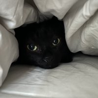 布団の中にいる猫