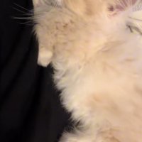 寝転がる猫の写真