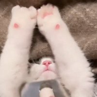 バンザイする子猫のアップ