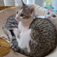 2匹の子猫