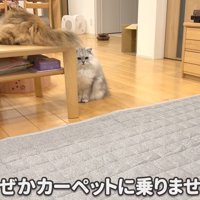 乗らない猫