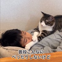 お腹の上に乗る猫