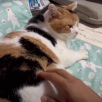 横になっている猫