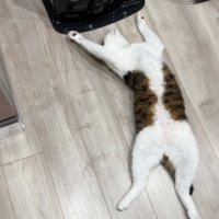 ストーブの前でひっくり返っている猫の全身と飼い主の片足