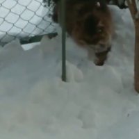 雪の中をやってきた猫