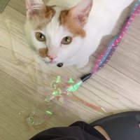 足元におもちゃを置いてカメラを見つめる猫