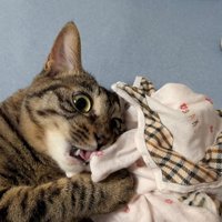 目を丸くする猫
