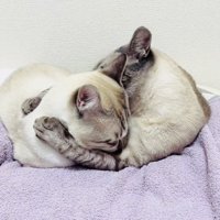 抱き合う2匹のシャムミックス