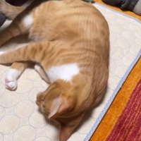 男性にグルーミングされる猫