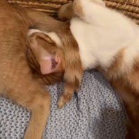 茶白猫の首に巻き付いている茶トラ猫のしっぽ