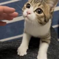 人の手に近づく猫