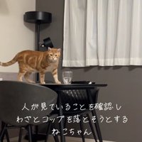 テーブルの上に乗ってカメラの方を見ている猫（体勢高め）