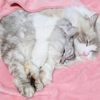2匹の猫が寄り添って寝ている姿