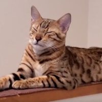 目を瞑る猫