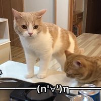 洗い物を見つめるぷてぃこさんとちょみーさん