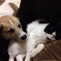 白黒猫にアゴを乗せている犬