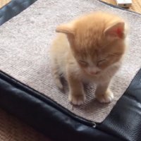 うとうとする子猫