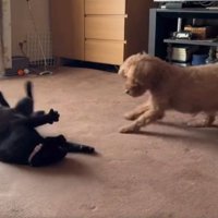 室内にいる猫と犬