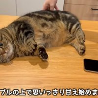 テーブルの上で甘える猫