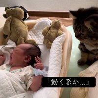 鳴いている赤ちゃんを見る猫