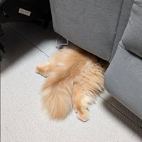 ソファの下に潜る猫