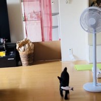 ぬいぐるみをくわえて持ってくる子猫
