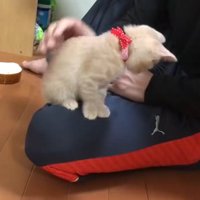 飼い主の膝の上に乗っている子猫