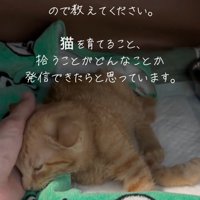 人の手に顔を寄せる子猫