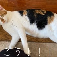 ねそべっているミケ猫