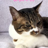 そっぽを向く猫