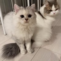 座っている猫2匹