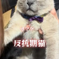 飼い主を見つめる猫