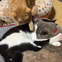 2匹の猫が眠っている猫用ベッドに入ろうとする茶色い猫