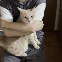 抱きしめられる猫ちゃん