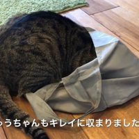袋の中に頭を入れている猫