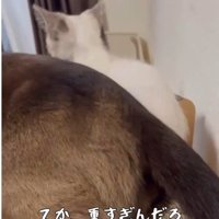 子猫の上に乗っている大人の猫