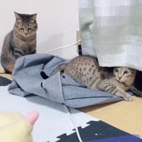 俯いてお座りしている猫と伏せて画面左側を見つめる猫