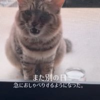 おしゃべりする猫