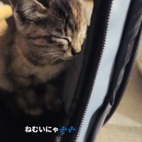 ウトウトする子猫