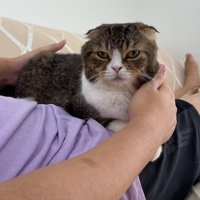 パパさんのお腹に乗る猫ちゃん