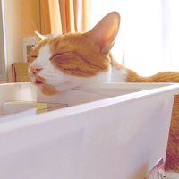 あごを乗せて寝る猫