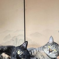 机の上で寝そべる3匹の猫