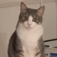 キメ顔の猫