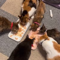 ごはんを食べる猫たち